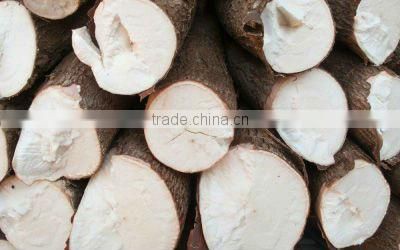 EUCALYPTUS WOOD LOGS