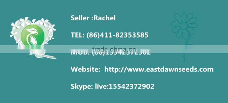 Snack Food Goji Berries Dried