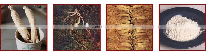 100%natural Chinese Angelica powder