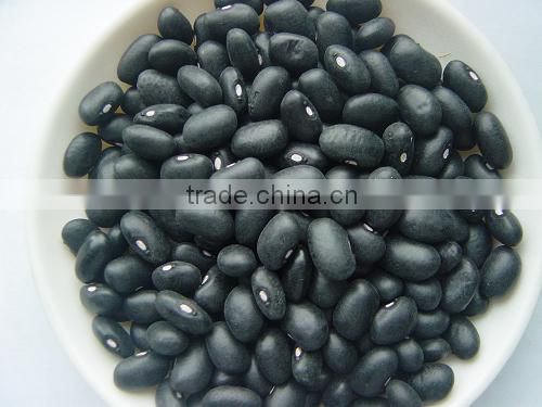 Black kidney beans/Black Turtle Beans