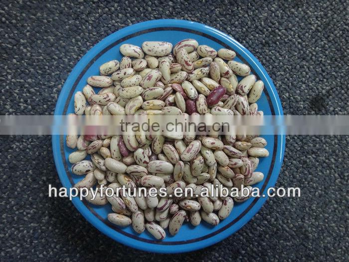 Light Speckled Kidney Beans long shape/Rose Coco Beans
