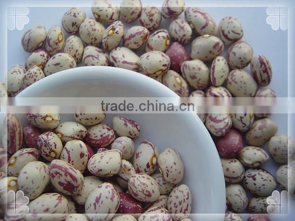 Light Speckled Kidney Beans Xinjiang Round Shape