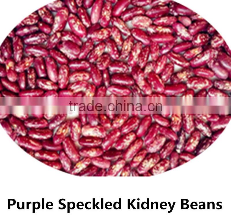 JSX favorable price black gram fair trade food grade black kidney bean