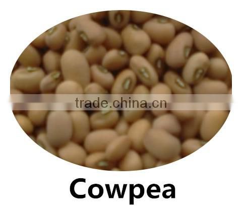 JSX favorable price black gram fair trade food grade black kidney bean