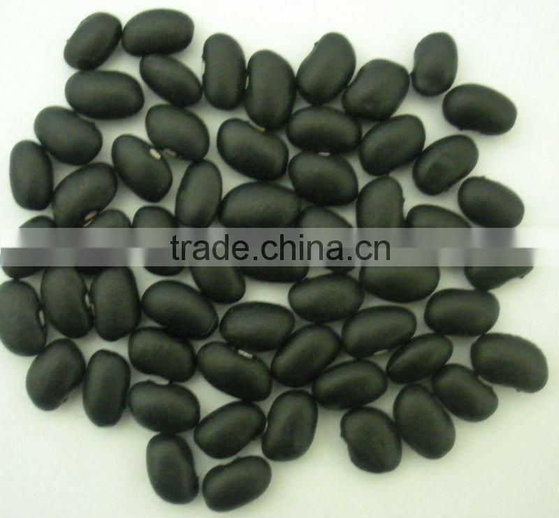 Small Black Kidney Bean