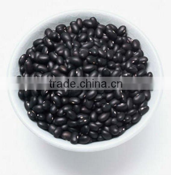 Small Black Kidney Bean