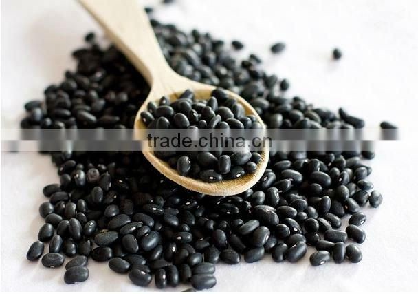 Small Black Kidney Bean