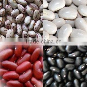 Small Black Kidney Bean