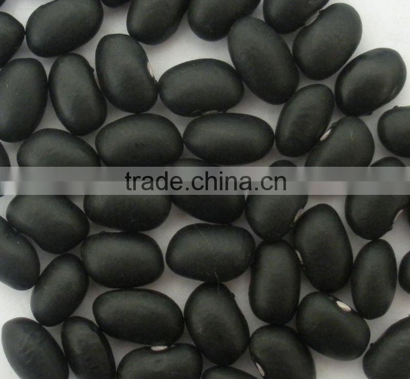 Hight Qulity Black Beans (FACTORY)
