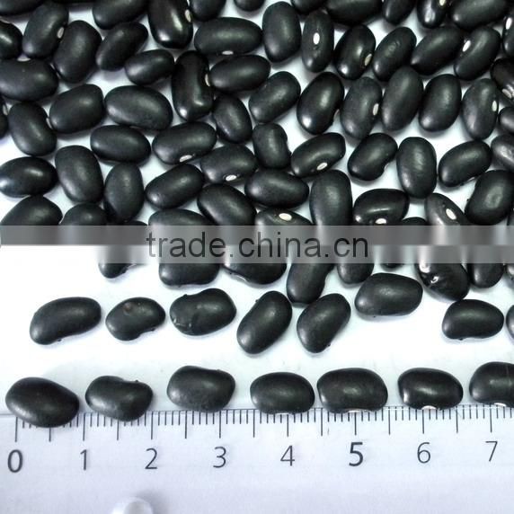Chinese Small Black Kidney Bean