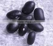 Small Black Kidney Bean