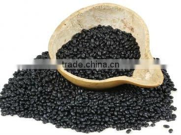 Small Black Kidney Bean Crop 2010