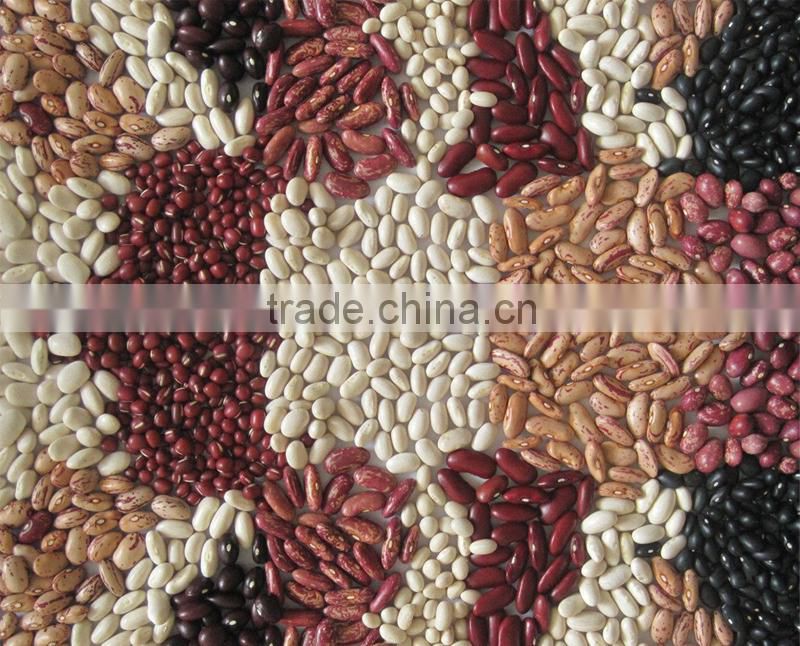 Common Cultivation Dried Beans Type Red Bean Adzuki Bean