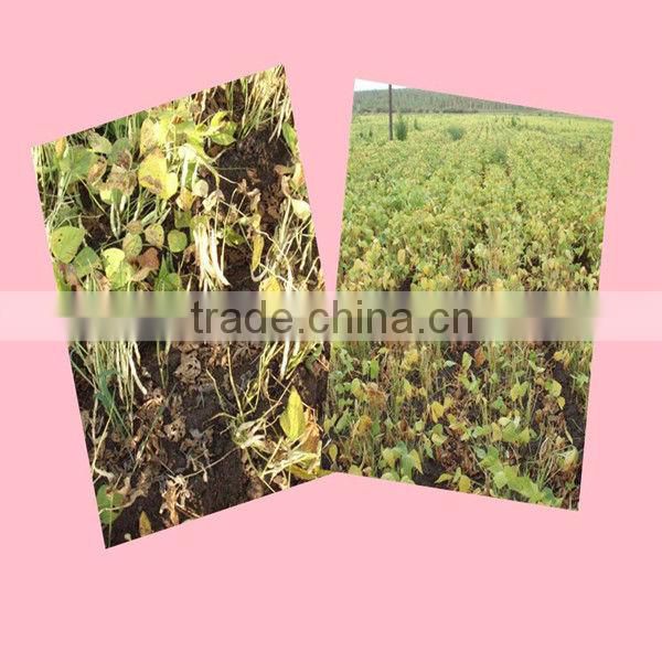 Common Cultivation Type Adzuki Bean Small Red Beans