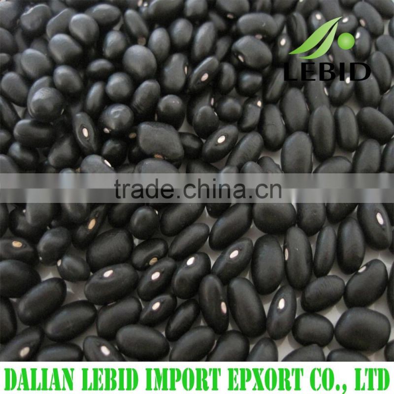 New crop white / red / black kidney beans