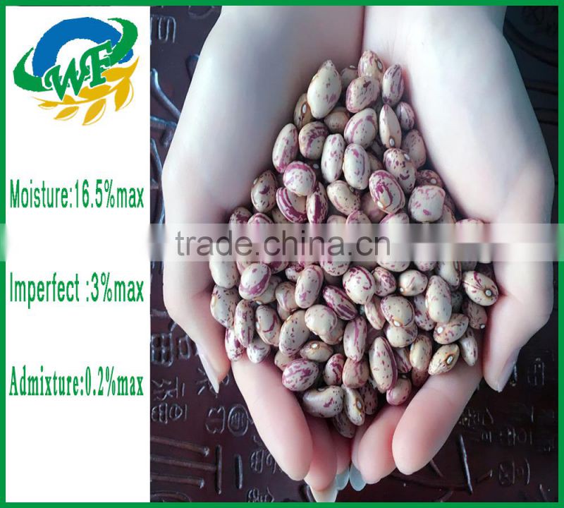 Chinese Big size Light Speckled Kidney beans xinjiang round