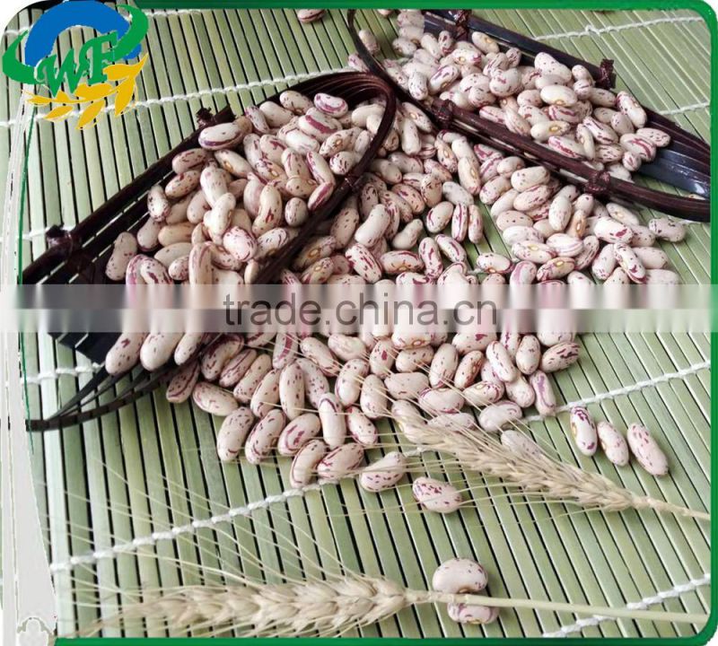 New crop light red speckled kidne y beans long shape bamboo bean for europe