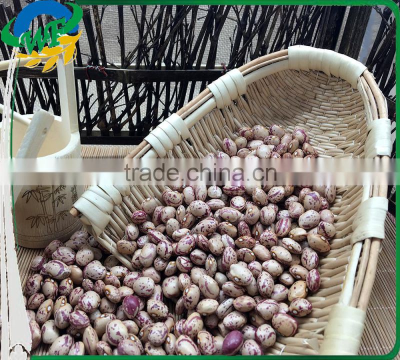Chinese Big size Light Speckled Kidney beans xinjiang round