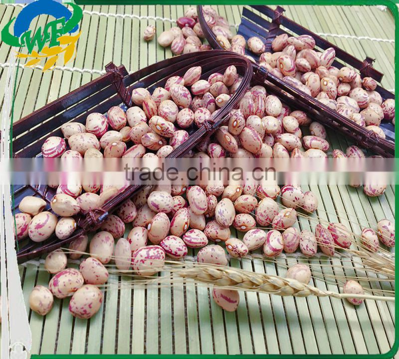 Chinese Big size Light Speckled Kidney beans xinjiang round