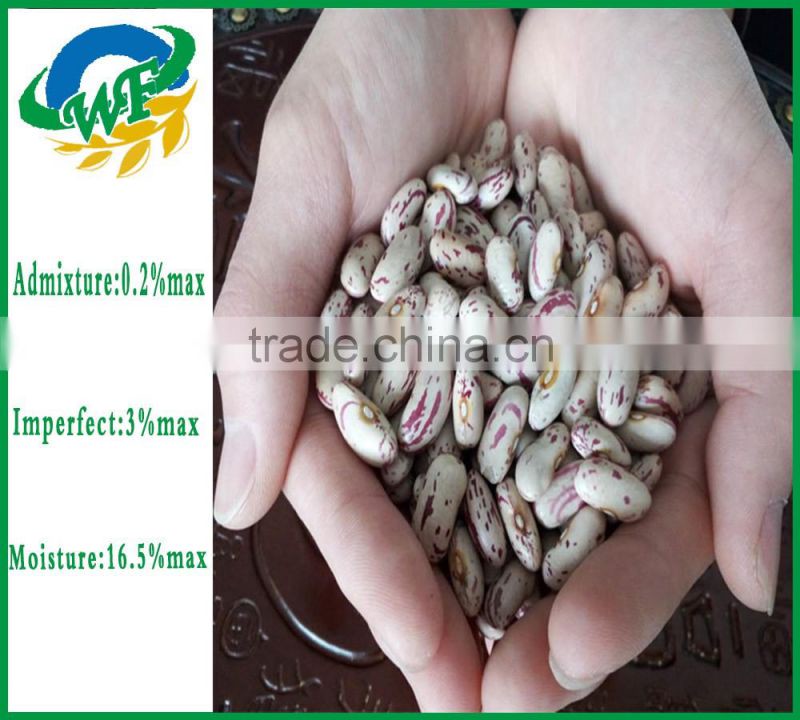 New crop light red speckled kidne y beans long shape bamboo bean for europe