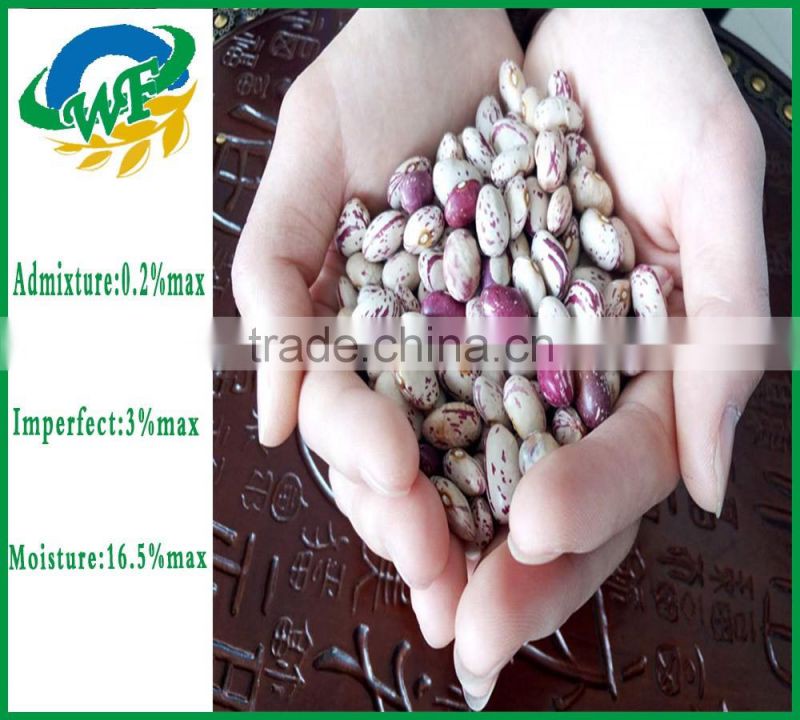 2015 Chinese Light Speckled Kidney beans American Round for Europ