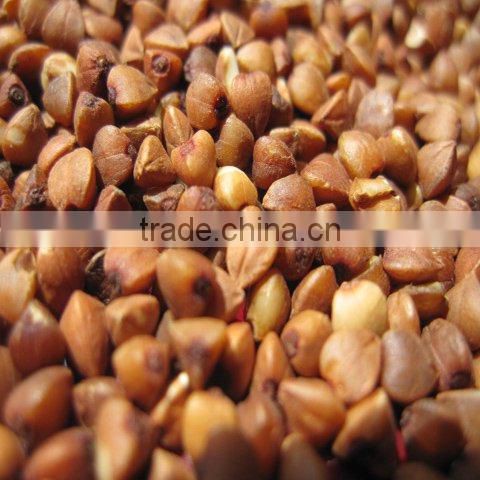 roasted buckwheat kernel