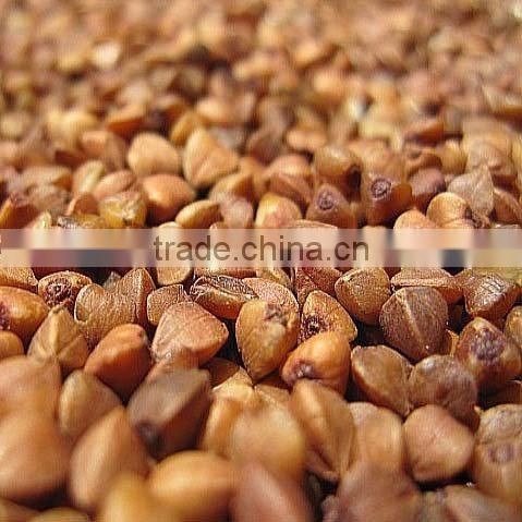 roasted buckwheat kernel