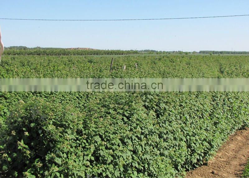 Iqf Raspberry (Heritage Grade A)