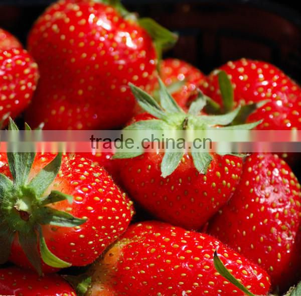 new crop sweet charlie iqf strawberry