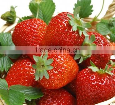 new crop sweet charlie iqf strawberry
