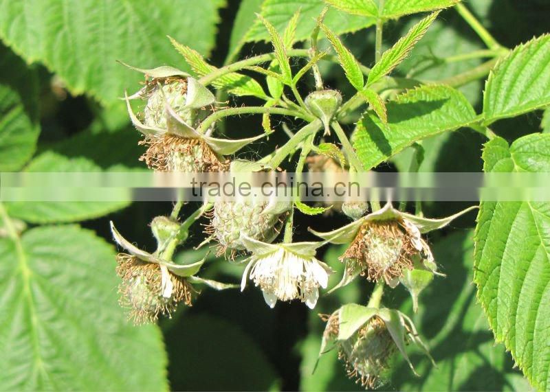 Iqf Raspberry (Heritage Grade A)