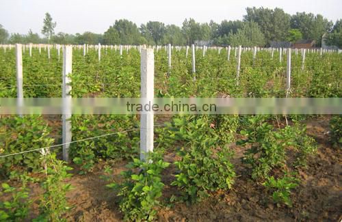 2014 new crop frozen Heritage raspberry