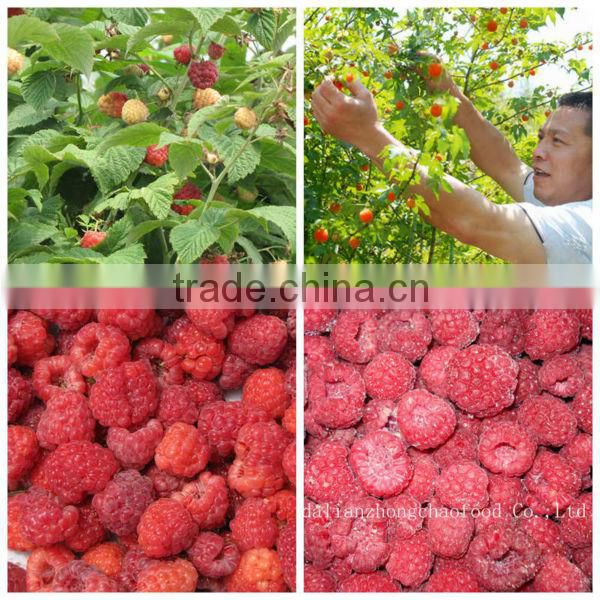 Frozen raspberry of dalian China