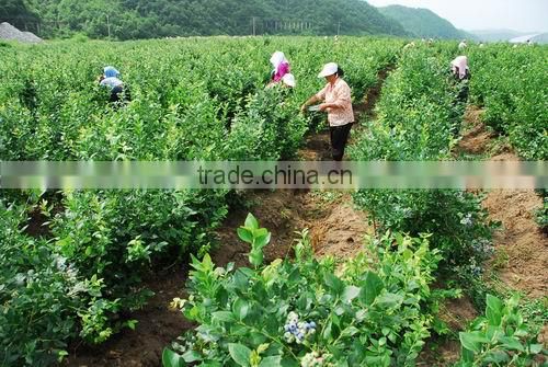 Iqf Blueberry frozen blueberry (Grade A) local in "Country of blueberry"