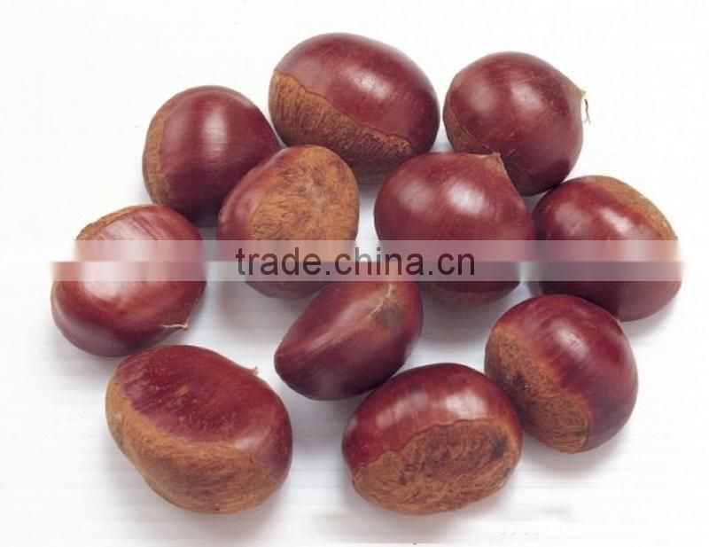 2014 New natural fresh chestnut