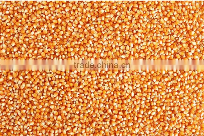 bulk yellow feed corn
