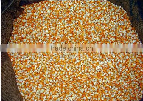 bulk yellow feed corn