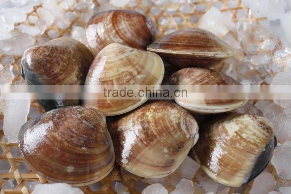 Seafood frozen boiled short necked clam meat