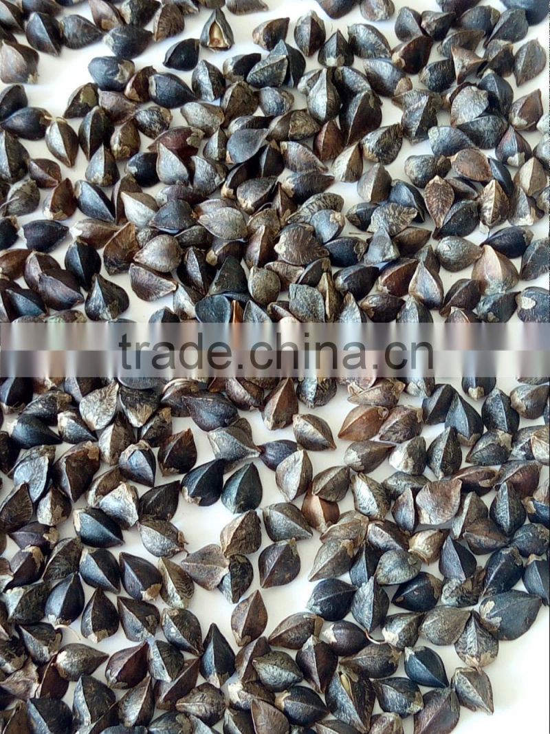 Dried Style and Bulk Packaging buckwheat brown colour