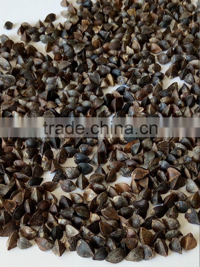 bulk buckwheat brown colour for sale