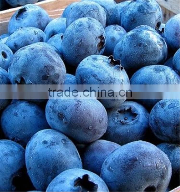 China high quality sweet delicious bulk IQF frozen blueberry prices