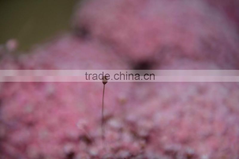 star flower (vivid color)