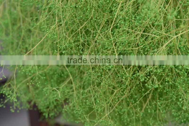 2016 cheap artificia natural dry flower