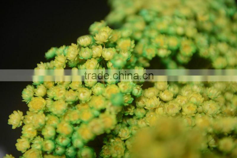 star flower (vivid color)