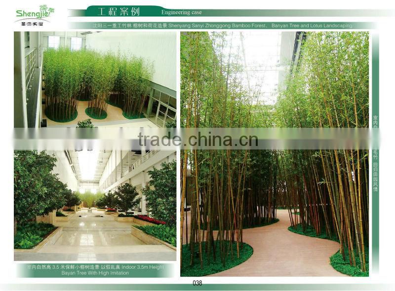 Lucky bamboos