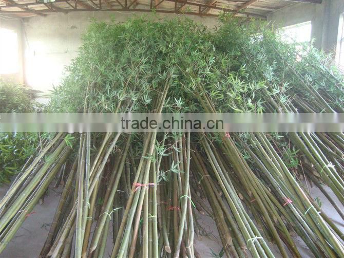Pot bamboo trees