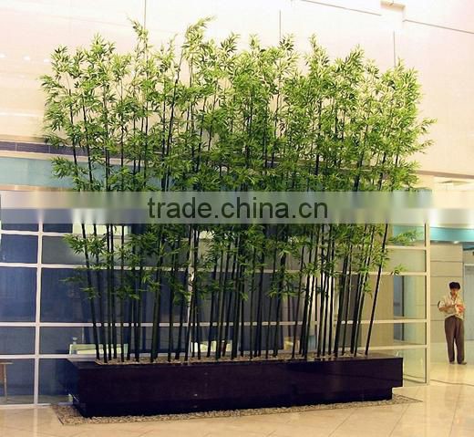 Lucky bamboos