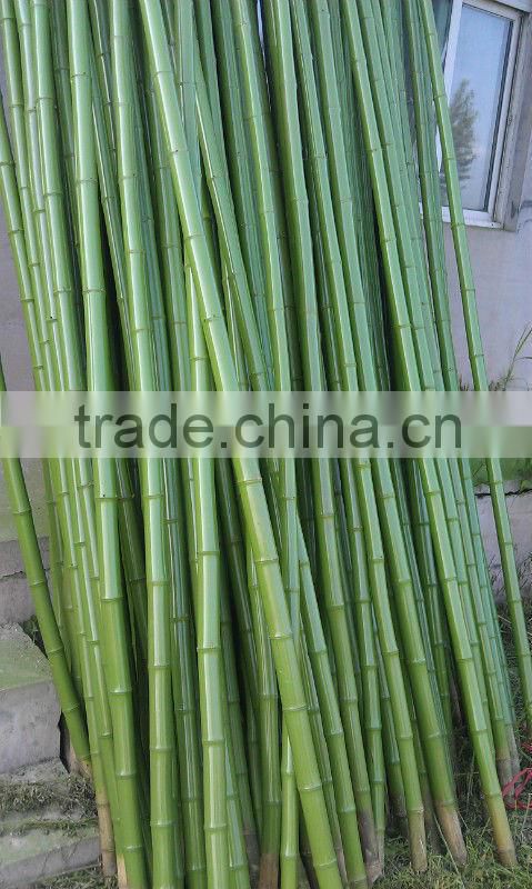 Pot bamboo trees