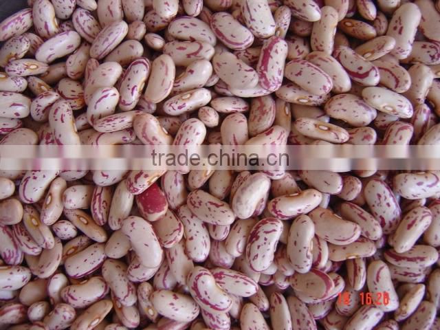 NEW crop light speckled kidney bean