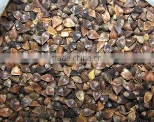 buckwheat